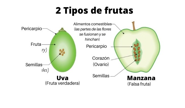 tipos de frutas : fruta falsa y fruta verdadera