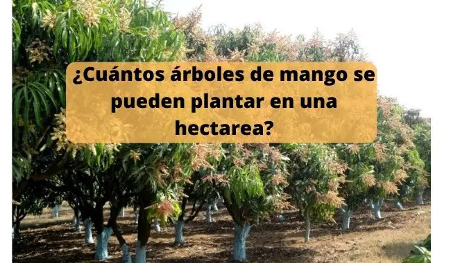 ¿Cuántos árboles de mango se pueden plantar en una hectárea?