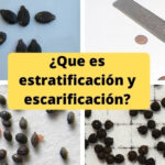¿Qué es estratificación y escarificación?