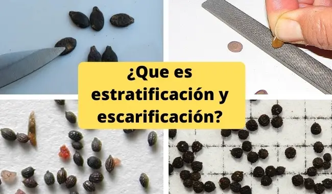 ¿Qué es estratificación y escarificación?