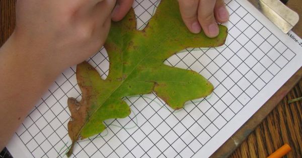 medir área foliar con papel milimetrado