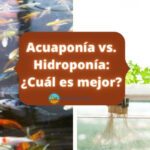 Acuaponía vs. Hidroponía: diferencias y similitudes