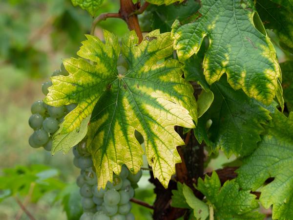 Clorosis interveinal causada por deficiencia de hierro o nitrógeno en una vid con uvas en acuaponia.