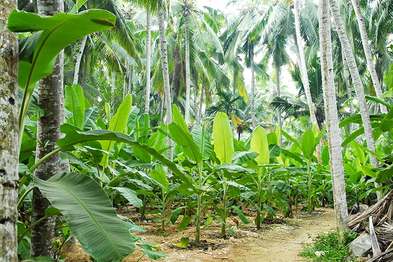 Cultivo de plátanos