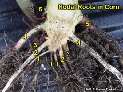 Cinco conjuntos identificables o verticilos de raíces nodales en una sección dividida del tallo.