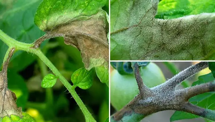 Cómo prevenir el tizón tardío en los tomates