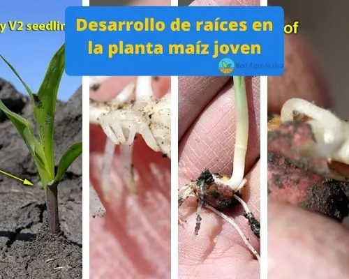 Desarrollo de raíces en la planta maíz joven