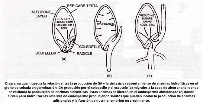 Diagrama que muestra la relación entre la producción de GA