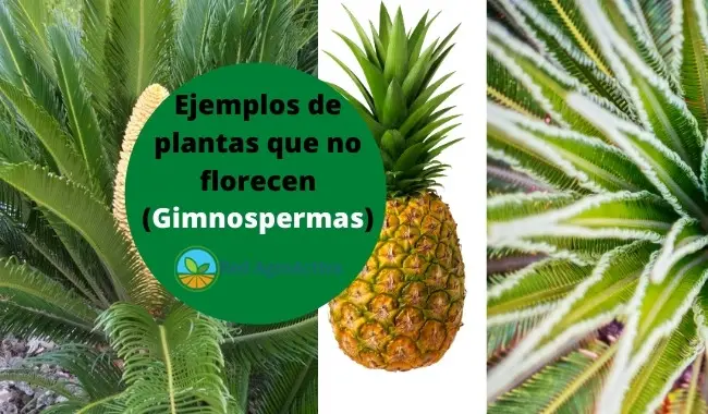 Ejemplos de plantas que no florecen (Gimnospermas)
