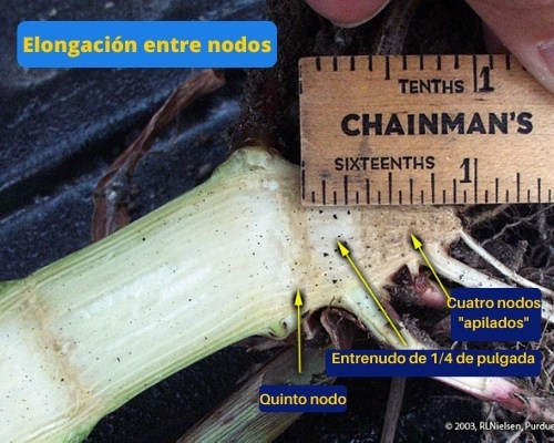 Figura 15. Elongación internodal entre el cuarto y quinto nudo de una planta de maíz.