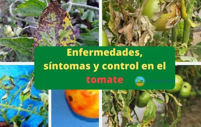 Enfermedades, síntomas y control en el tomate