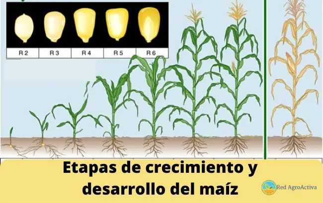 Etapas de crecimiento y desarrollo del maíz