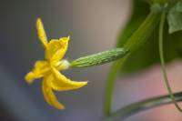 flor de pepino hembra