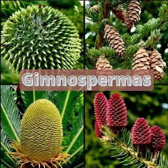 plantas gimnospermas