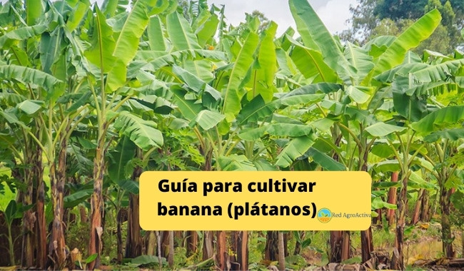 Guía para cultivar banana (plátanos)