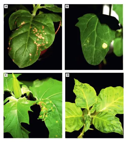 Síntomas locales del virus del mosaico del tomate (TMV) y del virus del mosaico del tabaco (ToMV) en Nicotiana tabacum cv. Xanthi