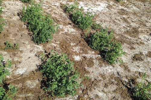 Mejoramiento de alfalfa para tolerancia a la sal