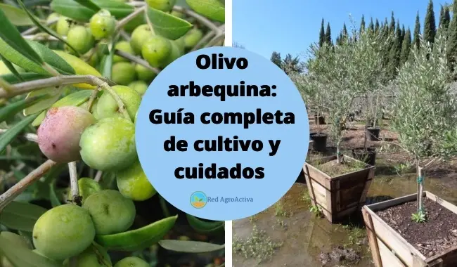 Olivo arbequina: Guía completa de cultivo y cuidados
