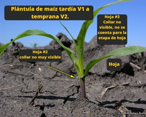Plántula de maíz tardía V1 a temprana V2.