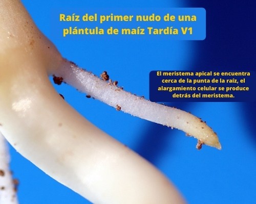 Raíz del primer nudo de una plántula de maíz Tardía V1
