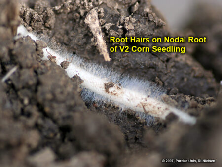 Pelos de raíz en una plántula de maíz V2.