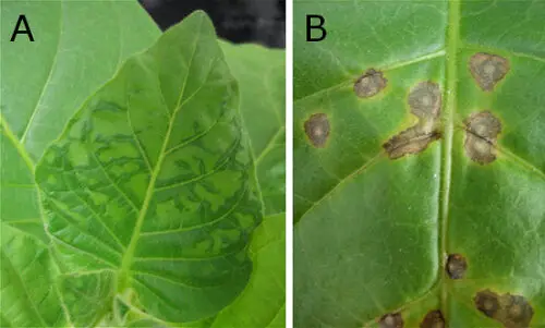 Virus del mosaico del tabaco en hojas de la planta