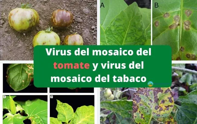 Virus del mosaico del tomate y virus del mosaico del tabaco