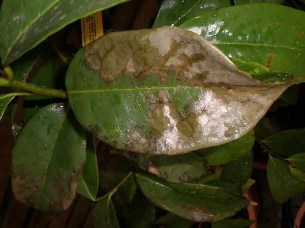 antracnosis en hojas de palta (aguacate)