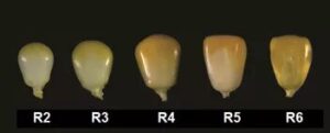 Granos de maíz de la etapa R2 a R6.
