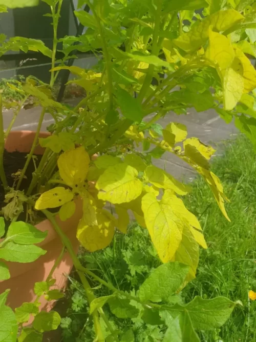 Planta de papa con hojas amarilla (ultima etapa de crecimiento)