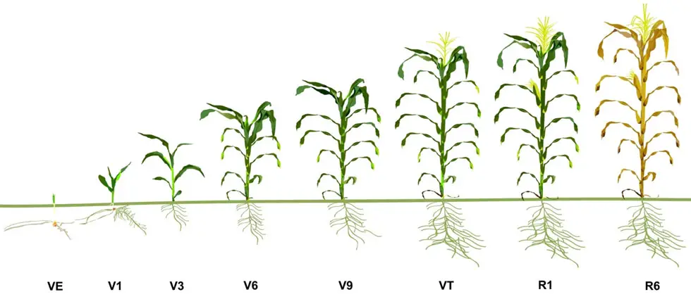 etapas de crecimiento de la planta de maíz