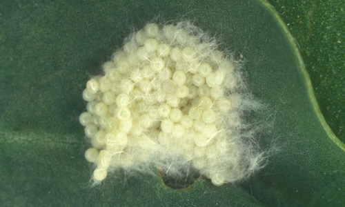 Masa de huevos del gusano cogollero Spodoptera frugiperda (JE Smith).