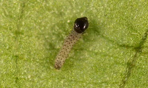 Larva del gusano cogollero del otoño, Spodoptera frugiperda (JE Smith), observe la "Y" invertida de color claro en la parte delantera de la cabeza.
