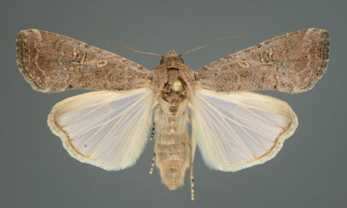 Típico gusano cogollero hembra adulto, Spodoptera frugiperda (JE Smith).