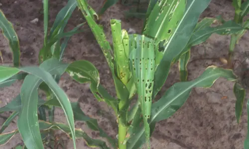 Daño de la hoja de maíz causado por el gusano cogollero, Spodoptera frugiperda (JE Smith)