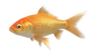 Goldfish en acuaponia