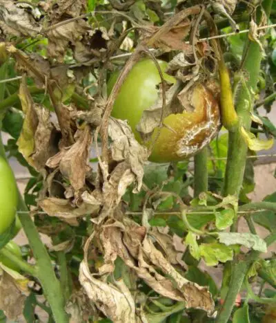 planta de tomate afectada por el Tizón tardío
