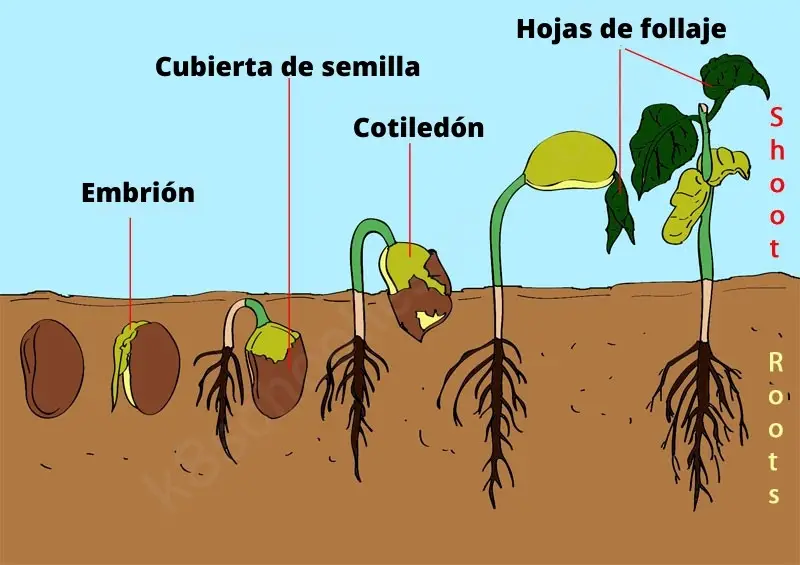 proceso de germinación de la semilla