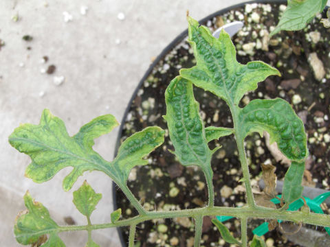 Hoja de tomate joven moteada de verde claro y oscuro, crecimiento atrofiado, hojas rizadas y malformadas.