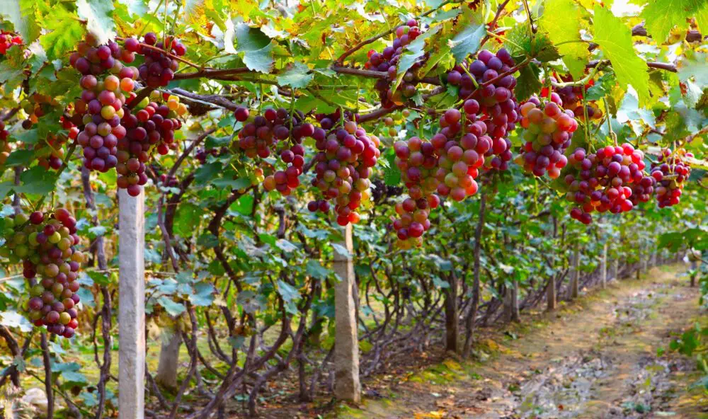 El mercado europeo de la uva puede ver una resolución de exceso de oferta debido al bloqueo del Canal de Suez