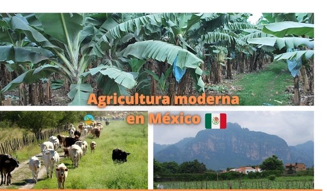 Agricultura moderna en México