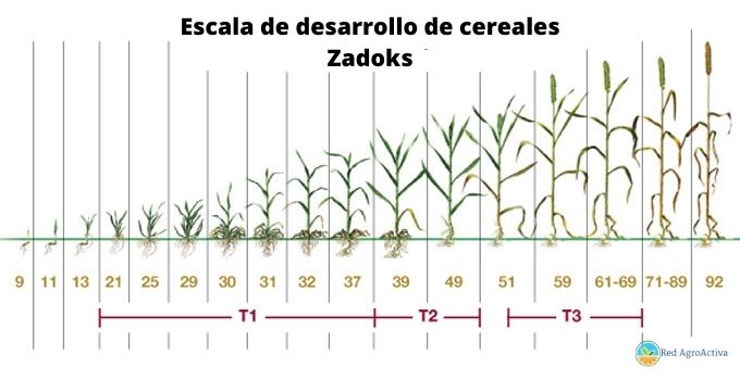 Escala de desarrollo de cereales Zadoks