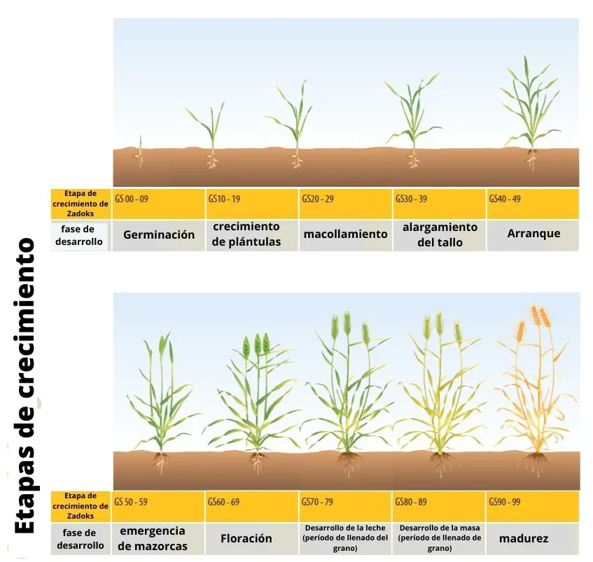 Figura 2. Etapas de crecimiento de cereales Zadoks (imagen derivada de la Guía de etapas de crecimiento de cereales GRDC) (© 2021 Grains Research and Development Corporation)