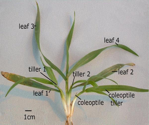Fotografía en color de la planta de trigo identificando hojas y macollos