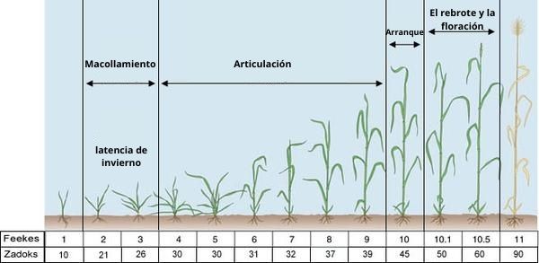 Gráfico que muestra las etapas del trigo desde la plántula hasta la floración