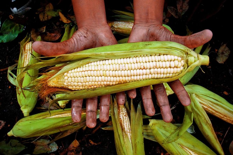 Industria agroalimentaria de México critica la prohibición del maíz transgénico