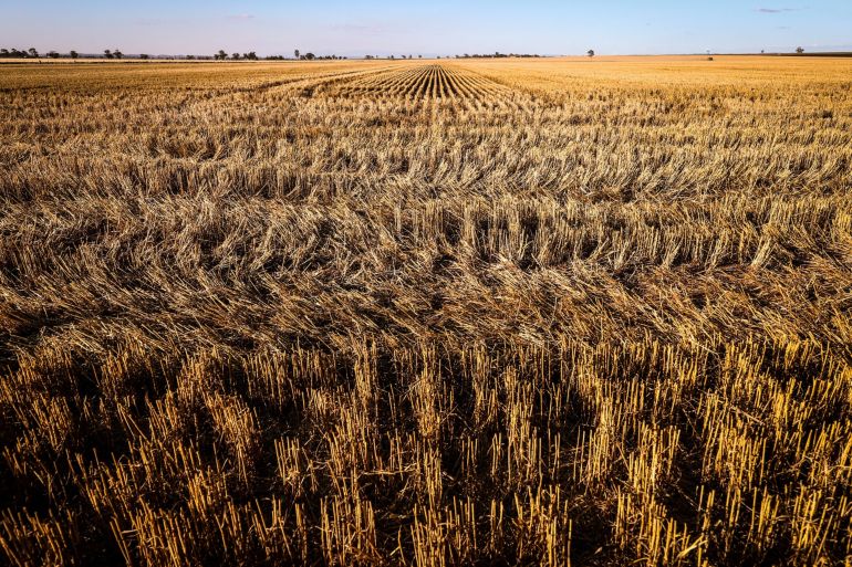 La excelente cosecha de trigo ayuda a Australia a mirar más allá de China