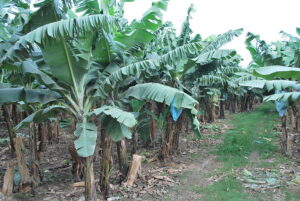 Plantas de banano en el Rancho La Duena en Paso de Telaya, San Rafael, Veracruz