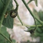 Necrosis de los sépalos en frutos jóvenes de tomate