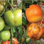 síntomas del virus rugoso del tomate